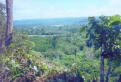 Selva  3