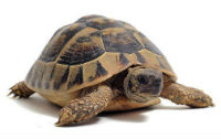 La Tortuga Gigante, de Quiroga